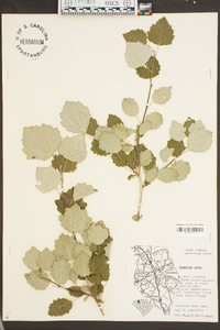 Populus alba image