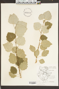 Populus alba image