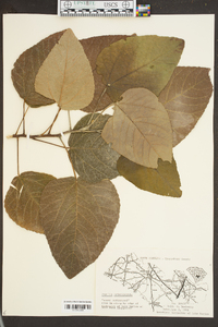 Populus heterophylla image