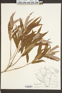 Salix caroliniana image