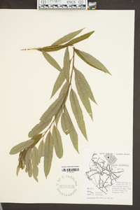 Salix caroliniana image