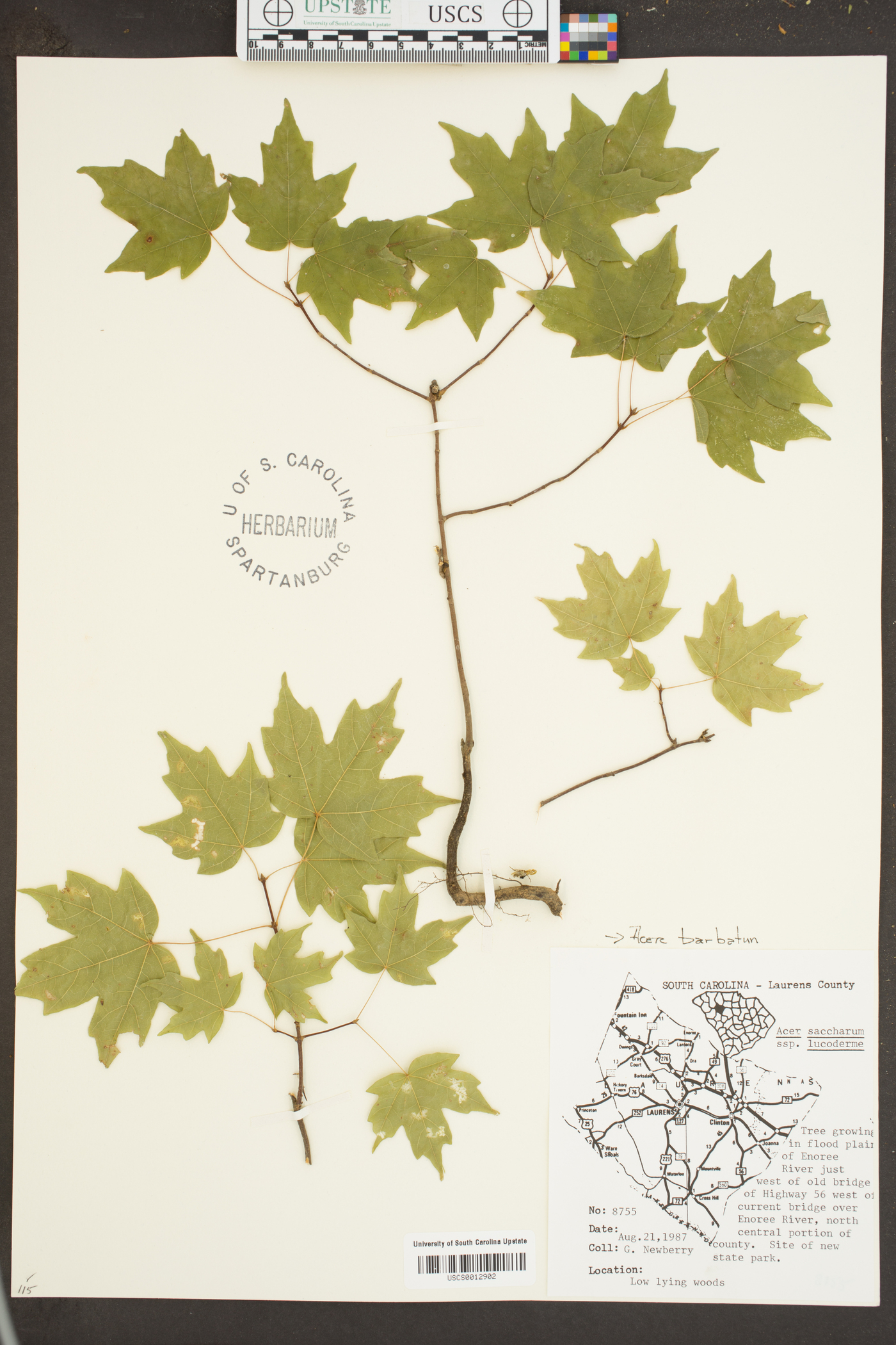 Acer leucoderme image