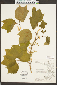 Acer pensylvanicum image