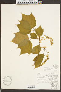 Acer pensylvanicum image