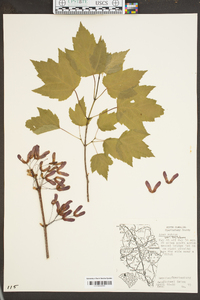 Acer rubrum var. trilobum image