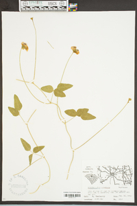 Strophostyles umbellata image