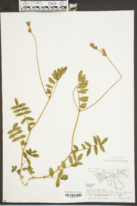 Tephrosia spicata image