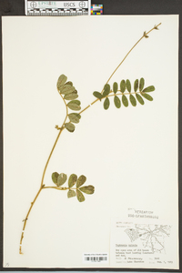 Tephrosia spicata image