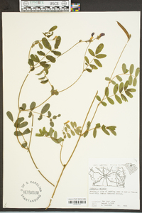 Tephrosia spicata image