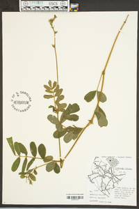 Tephrosia spicata image