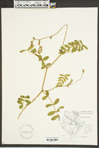 Tephrosia spicata image