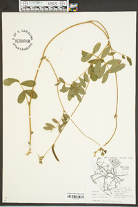 Tephrosia spicata image