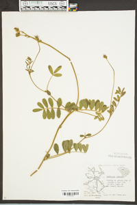 Tephrosia spicata image