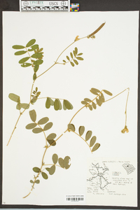 Tephrosia spicata image