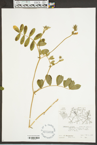 Tephrosia spicata image