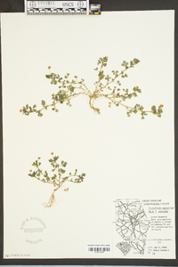 Trifolium aureum image