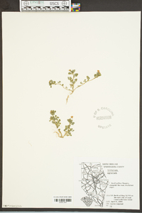 Trifolium aureum image