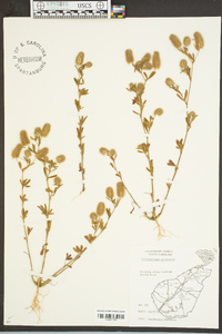 Trifolium arvense image