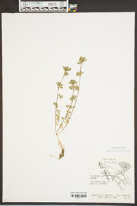 Trifolium dubium image