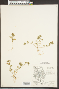 Trifolium dubium image