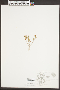 Trifolium dubium image