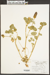 Trifolium incarnatum image