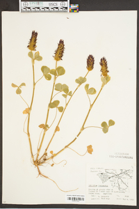 Trifolium incarnatum image