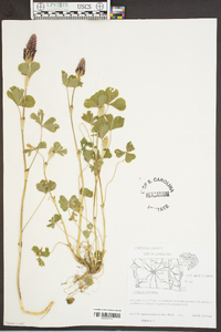 Trifolium incarnatum image