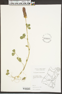 Trifolium incarnatum image