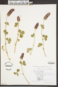 Trifolium incarnatum image