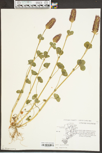 Trifolium incarnatum image