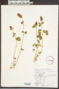 Trifolium incarnatum image