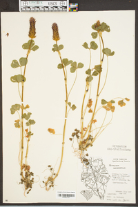 Trifolium incarnatum image