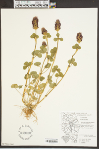 Trifolium incarnatum image