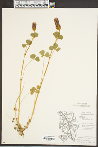 Trifolium incarnatum image