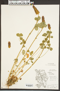 Trifolium incarnatum image