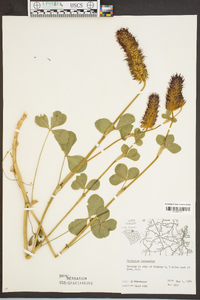 Trifolium incarnatum image