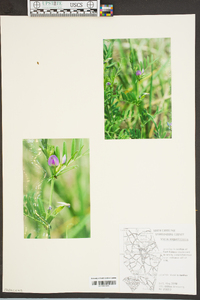 Vicia sativa subsp. nigra image