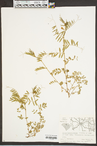 Vicia sativa subsp. nigra image