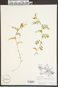 Vicia sativa subsp. nigra image