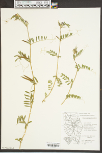 Vicia sativa subsp. nigra image