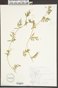 Vicia sativa subsp. nigra image