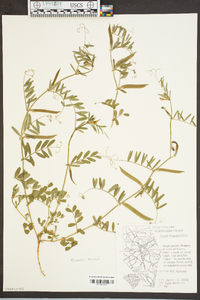 Vicia sativa subsp. nigra image