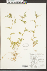 Vicia sativa subsp. nigra image