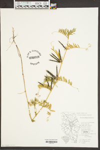 Vicia sativa subsp. nigra image