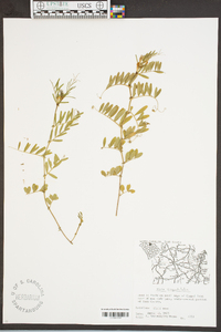 Vicia sativa subsp. nigra image