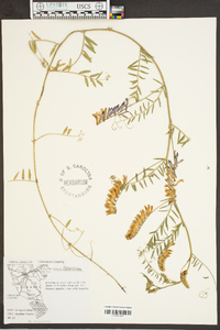 Vicia villosa subsp. varia image