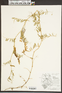 Vicia villosa subsp. varia image
