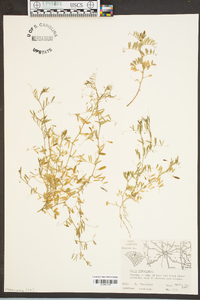 Vicia tetrasperma image