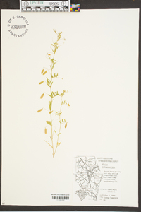 Vicia tetrasperma image